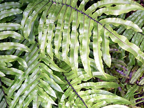 Rippenfarn -Blechnum minus- 20 Sporen/Samen -Tropischer Zwergfarn für Terrarien- Rippenfarn -Blechnum minus- 20 Sporen/Samen -Tropischer Zwergfarn für Terrarien- von Samenchilishop
