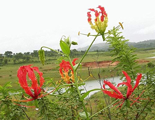 Ruhmeskrone (Gloriosa superba) Samen -Mengenauswahl- (100) von Samenchilishop