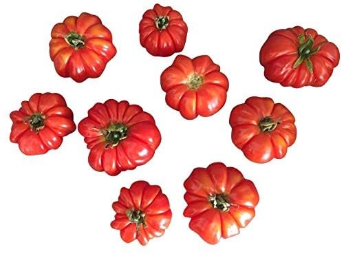 Russische Reisetomate 10 Samen - Starke Pflanze mit viel Früchten - von Samenchilishop