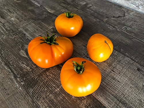 Tomaten Apelsin 10 Samen -Saftig/Süß- Tomaten Apelsin 10 Samen -Saftig/Süß- von Samenchilishop