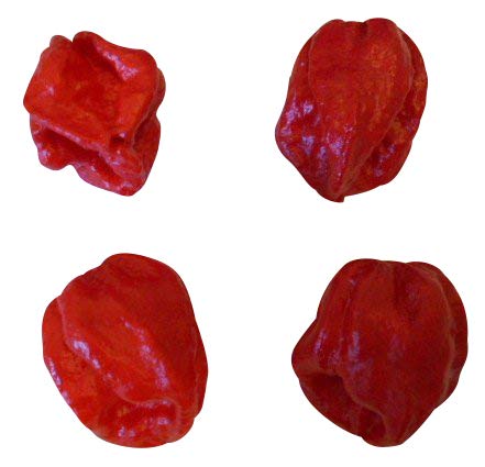 Trinidad 7 Pot Douglah"Red" (Schärfer als Bhut Jolokia) 10 Samen (RARITÄT) von Samenchilishop