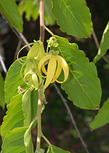 Ylang-Ylang Parfümbaum (Cananga odorata) 10 Samen von Samenchilishop