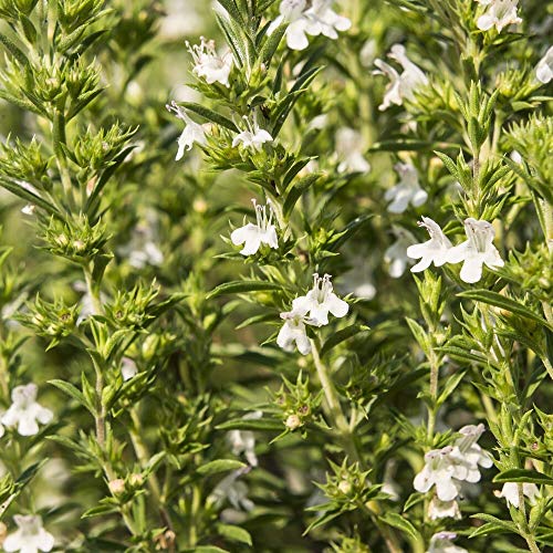 Bergbohnenkraut ca. 500 Samen - Satureja montana, mehrjähriges Würzkraut von samenfritze