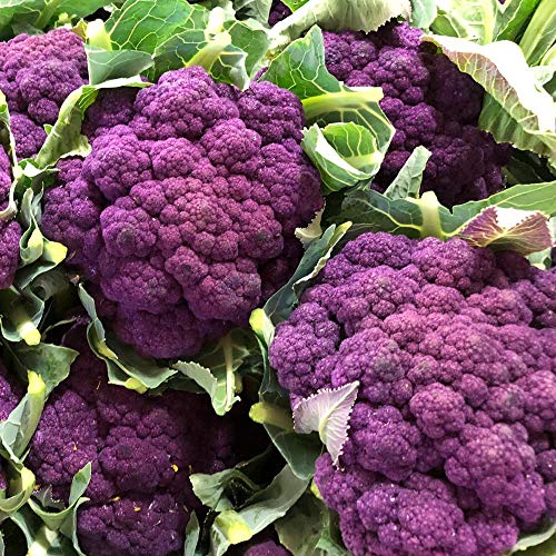 Blumenkohl Di Sicilia violetto ca. 100 Samen - außergewöhnliche, violette Sorte von samenfritze