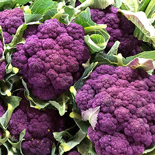 Blumenkohl Di Sicilia violetto ca. 100 Samen - außergewöhnliche, violette Sorte Blumenkohl Di Sicilia violetto ca. 100 Samen - außergewöhnliche, violette Sorte von samenfritze