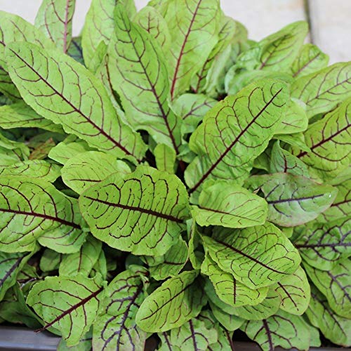 Blutampfer ca. 400 Samen - Rumex sanguineus, roter Sauerampfer von samenfritze