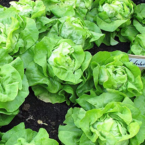 Kopfsalat Quattro Stagioni ca. 800 Samen - robuste Sorte mit festem Herz von samenfritze