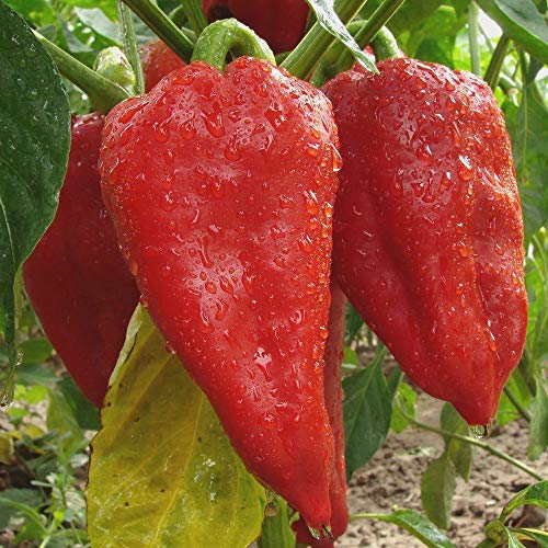 Paprika Sandra Samen für ca. 15 Pflanzen - frühreif und ertragreich von samenfritze