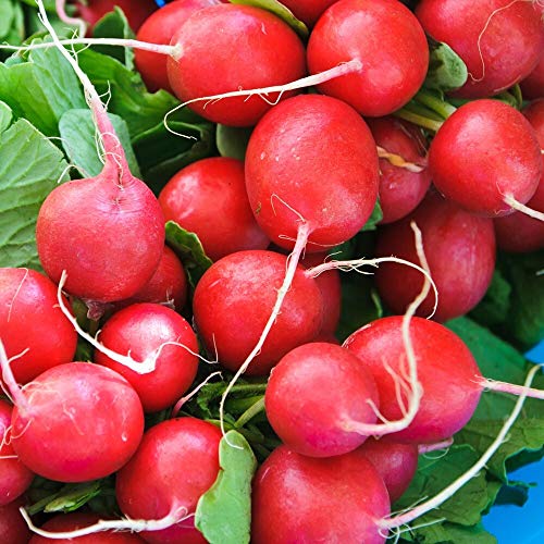 Radieschen Cherry Belle ca. 500 Samen - kirschrot, schnellreifend von samenfritze