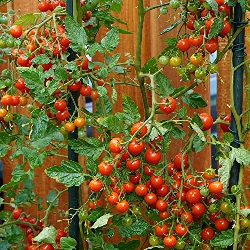 Sweetie Tomatensamen für ca. 15 Pflanzen - ertragreich und kältetolerant von samenfritze