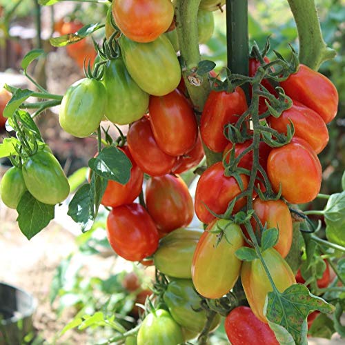 Tomatensamen Scatolone 3 für ca. 20 Pflanzen - ertragreiche, italienische Sorte von samenfritze