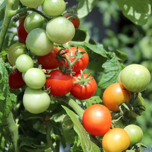 Tomatensamen Veranda Red F1 10 Stück - ertragreiche, besonders süße Balkontomate von samenfritze