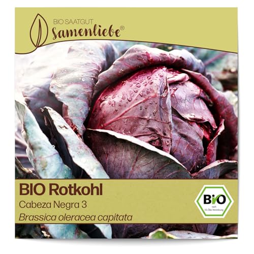 Samenliebe BIO Rotkohl Samen Cabeza Negra 3 aromatischer Blaukraut runder Kohl rot violett 200 Samen samenfestes Gemüse Saatgut für Gewächshaus Freiland und Balkon BIO Gemüsesamen winterhart von Samenliebe