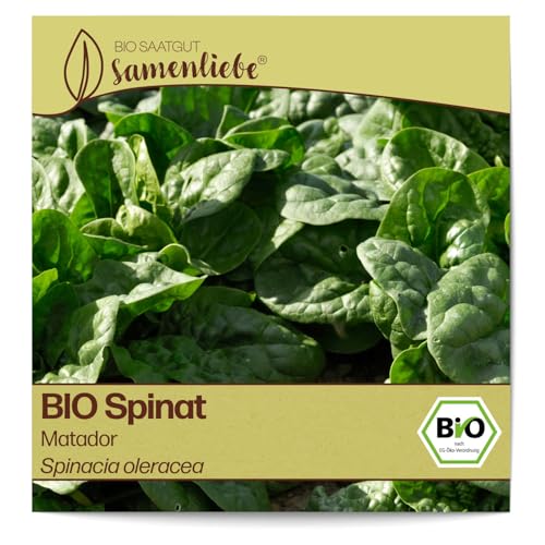 Samenliebe BIO Spinat Samen alte Sorte Matador aromatischer Blattspinat großblättriger Frühjahr und Winterspinat grün 5,1g samenfestes Gemüse Saatgut für Gewächshaus Freiland und Balkon winterhart von Samenliebe