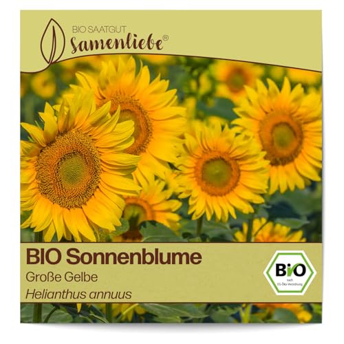 Samenliebe BIO Sonnenblume Samen Blumensamen Große Gelbe 100 Samen Blumen Samen Garten Sonnenblume Saatgut samenfeste einjährig Pflanzen für Gewächshaus, Garten und Balkon von Samenliebe