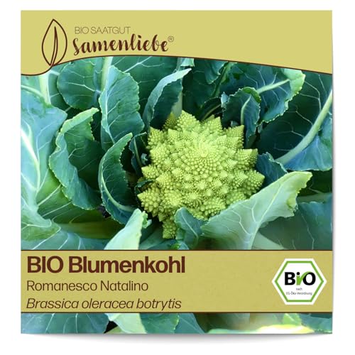 Samenliebe BIO Blumenkohl Samen alte Sorte Romanesco Natalino milder zarter italienischer Blumenkohl grün 200 Samen samenfestes Gemüse Saatgut für Gewächshaus Freiland und Balkon BIO Gemüsesamen von Samenliebe