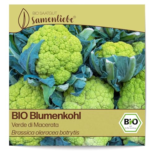 Samenliebe BIO Blumenkohl Samen alte Sorte Verde di Macerata zarter Geschmack Winterblumenkohl italienischer Blumenkohl grün 200 Samen samenfestes Gemüse Saatgut für Gewächshaus Freiland und Balkon von Samenliebe