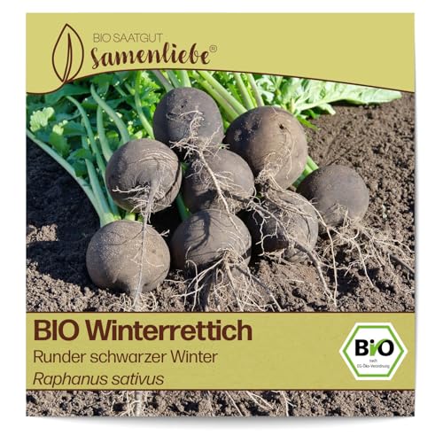 Samenliebe BIO Winterrettich Samen alte Sorte Runder schwarzer Winter scharfer Rettich rundes Wintergemüse schwarz 100 Samen samenfestes Gemüse Saatgut für Gewächshaus Freiland und Balkon von Samenliebe