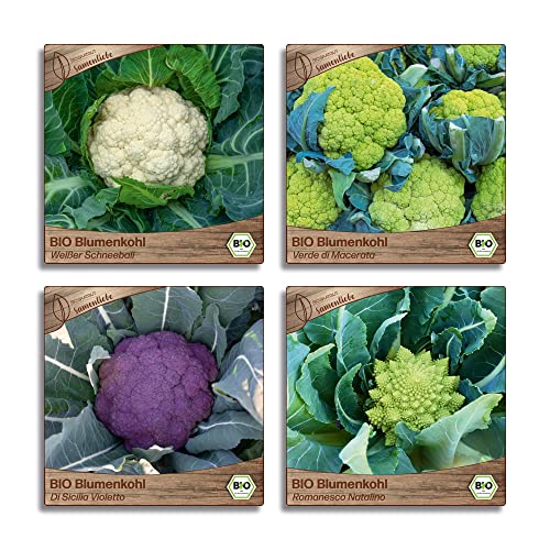Samenliebe BIO Blumenkohl Samen Set mit 4 samenfesten Gemüsesamen Sorten für Gewächshaus Freiland und Balkon Blumenkohl BIO Gemüse Saatgut von Samenliebe