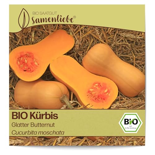 Samenliebe BIO Kürbis Samen Glatter Butternut 10 Samen samenfestes Gemüse Saatgut für Gewächshaus und Freiland BIO Gemüsesamen von Samenliebe