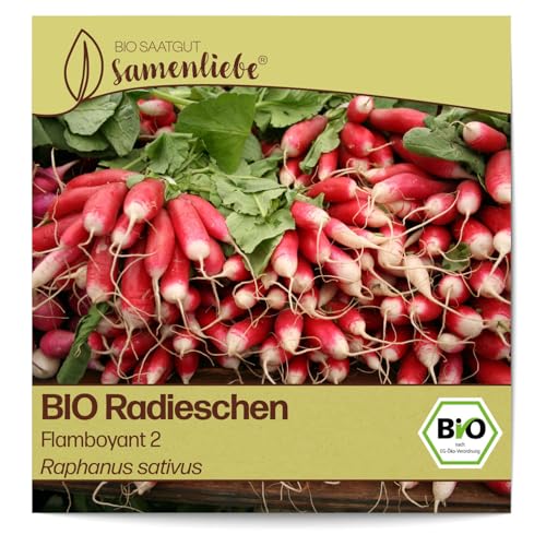 Samenliebe BIO Radieschen Samen Gemüsesamen alte Sorte Flamboyant 2 150 Samen Gemüse Samen Garten Radieschen Saatgut samenfeste einjährig Pflanzen für Gewächshaus, Garten und Balkon von Samenliebe