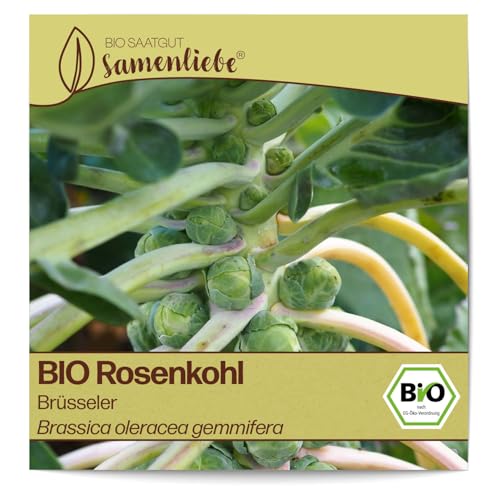 Samenliebe BIO Rosenkohl Samen alte Sorte Brüsseler Grün 200 Samen samenfestes Gemüse Saatgut für Gewächshaus Freiland und Balkon BIO Gemüsesamen winterhart von Samenliebe