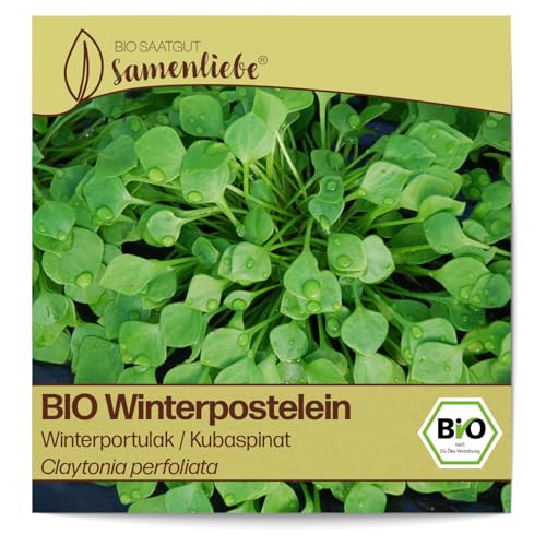 Samenliebe BIO Winterpostelein Samen alte Sorte Winterportulak/Kubaspinat 800 Samen samenfestes Gemüse Saatgut für Gewächshaus Freiland und Balkon BIO Gemüsesamen winterhart von Samenliebe