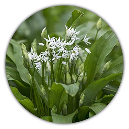 Bärlauch Saatgut - 30 Samen - Waldknoblauch - Mehrjährige Pfanzen - Wilder Knoblauch - Allium Ursinum von Samenquelle.de