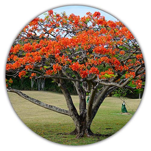 Flammenbaum/Flamboyant / 10 Samen/Blüten wie Flammenmeer/Delonix Regia/exotische Pflanze von Samenquelle.de