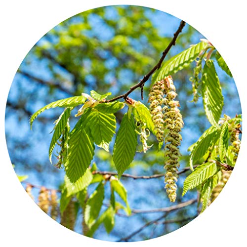 Hängebirke/Sandbirke/Betula pendula / 10 Samen/ideal als Bonsai von Samenquelle.de