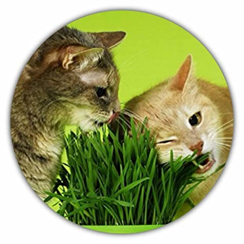 Katzengras Samen ca. 100 Stück/Avena sativa/Nahrung für die Katze/vitamin- und mineralstoffreich von Samenquelle.de