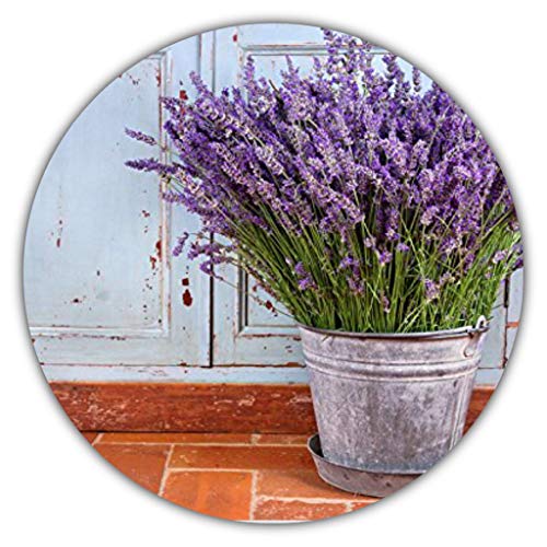 Lavendel (Lavandula angustifolia) - ca. 50 Samen/Zum Würzen für Speisen oder als Blickfang/Intensiver Geruch von Samenquelle.de