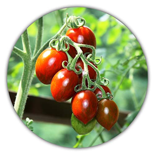 Mexikanische Honigtomate (Miel du Mexique) / 20 Samen/Ertragreiche und Pflegeleichte Sorte/Süße Tomaten von Samenquelle.de