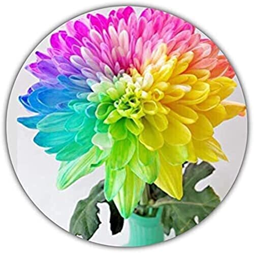 Regenbogen Chrysantheme - ca. 50 Samen - Wunderbare Farbpracht - Ideal als Geschenk von Samenquelle.de