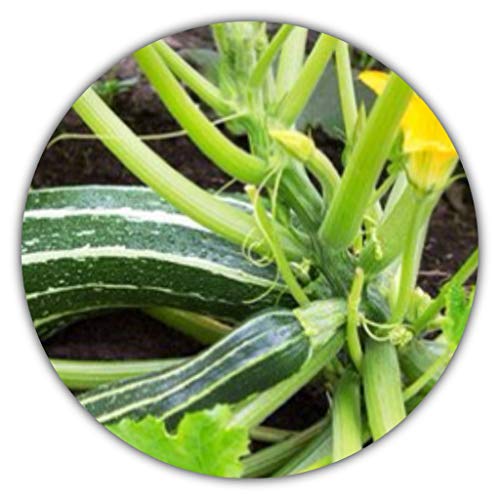 Schwarze Zucchini /20 Samen/kalorienarm/vitaminreich/leicht anzubauen/Ertrag nach 3 Monaten von Samenquelle.de