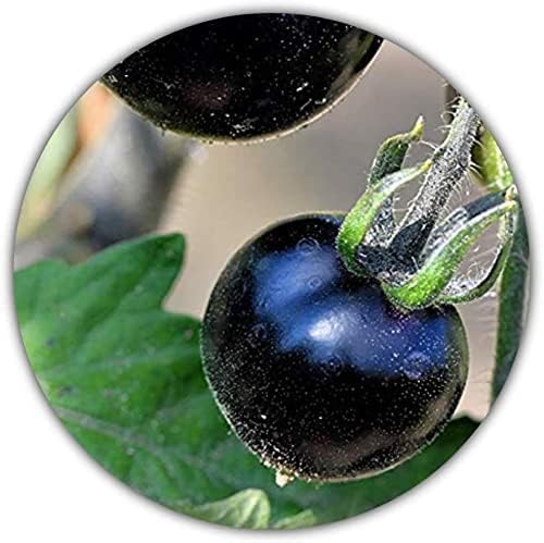 *Seltenheit* Schwarze Tomate - 50 Samen von Samenquelle.de