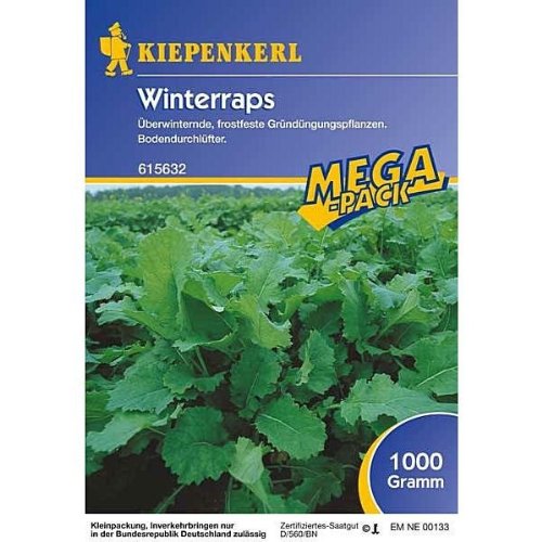 Winterraps - 1 kg Gründünger Mega-Pack von Samenshop 24