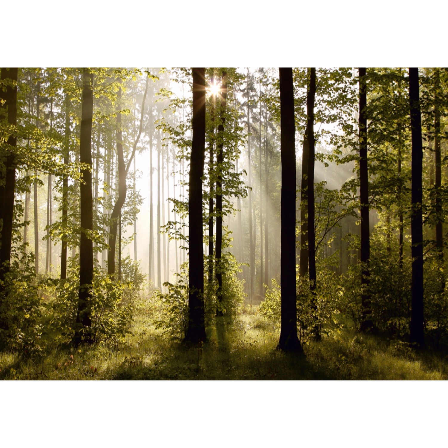 Sanders & Sanders Fototapete Bewaldete Landschaft Grün 360 x 254 cm 600374 von Sanders & Sanders