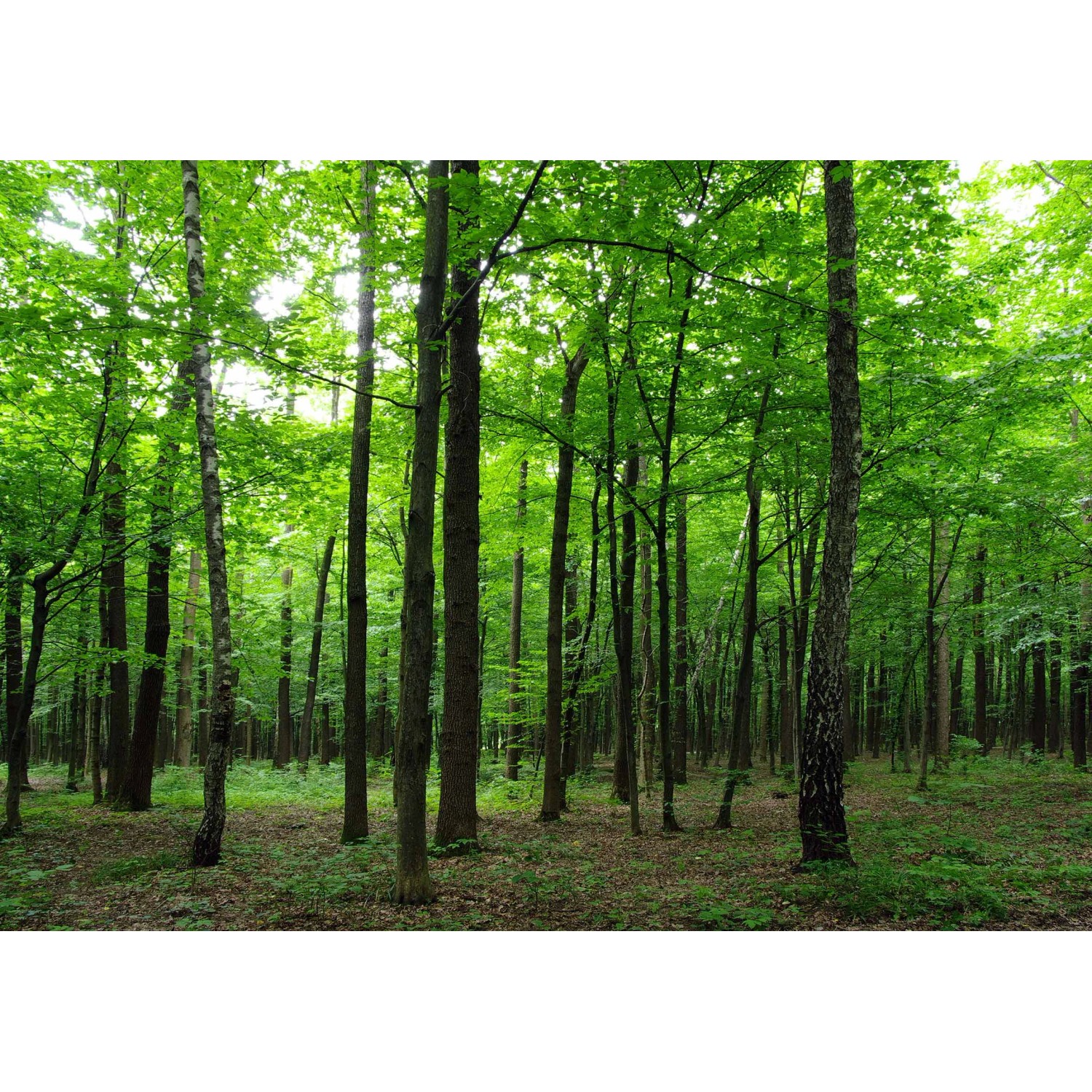 Sanders & Sanders Fototapete Bewaldete Landschaft Grün 360 x 254 cm 600401 von Sanders & Sanders