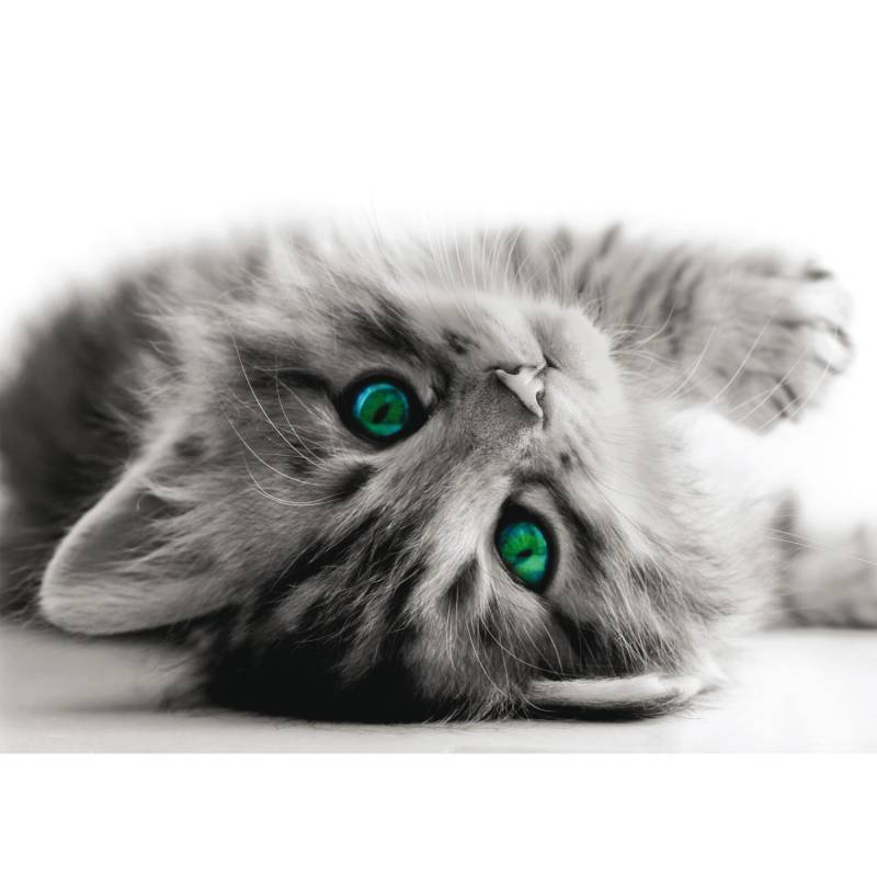 Sanders & Sanders Poster Katze Grau 160 x 110 cm 600684 von Sanders & Sanders