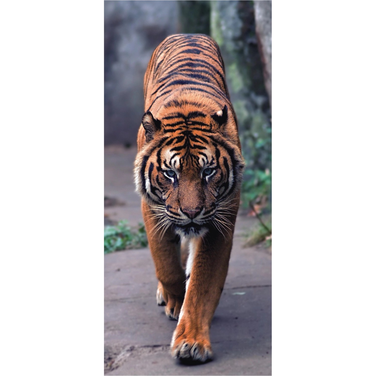 Sanders & Sanders Poster Katze Orange und Grau 90 x 202 cm 600785 Sanders & Sanders Poster Katze Orange und Grau 90 x 202 cm 600785 von Sanders & Sanders