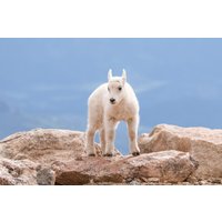 Bergziegenkind Am Rand Einer Klippe, Leinwand-Wandkunstdrucke, Mount Evans Colorado Wildlife-Druck, Wanddekoration Für Zuhause, Wohnbüro von SandyDobbsPhoto