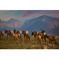 Elchherde in Der Tundra Bei Sonnenuntergang, Rocky Mountain National Park, Kunstdruck Wildtiere, Wanddekor Für Wohnzimmer, Schlafzimmer Und Büro von SandyDobbsPhoto