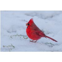 Leinwand-Kunstdrucke - Männlicher Kardinal Im Schnee, Texas-Vögel, Rotvogel Wanddekoration, Ideal Für Zuhause, Wohnzimmer, Schlafzimmer, Büro Und von SandyDobbsPhoto