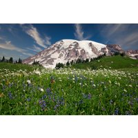 Mt. Rainier Foto-Leinwanddruck, Berg-Wildblumenkunst, Rainier-Fotografie-Wandkunst, Berglandschaft, Dekor Für Zuhause, Wohnzimmer von SandyDobbsPhoto