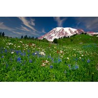 Wildblumen Am Berghang, Mt. Ranier Nationalpark, Verschneite Berglandschaft, Wanddekoration, Ideal Für Zuhause, Wohnzimmer, Schlafzimmer Oder Büro von SandyDobbsPhoto