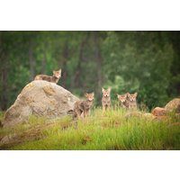 Wildtiere Wand Kunst Leinwand, Koyote Welpen, Jasper National Park Kanada Drucke, Dekor Für Haus, Wohnzimmer, Schlafzimmer, Büro, Fine Art Original von SandyDobbsPhoto