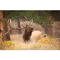 stier Elch Bugling, Wildtier Wand Leinwand, Rocky Mountain National Park, Colorado Leinwand Kunstdrucke, Fotografie, Hergestellt in Den Usa von SandyDobbsPhoto