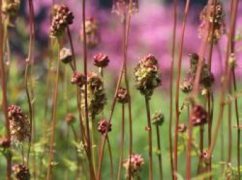 Pimpinelle / Kleiner Wiesenknopf, Sanguisorba minor, Topfware von Sanguisorba minor