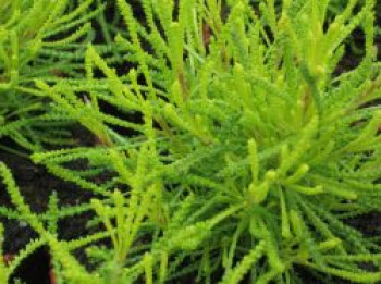 Graues Heiligenkraut 'Lemon Fizz', Santolina chamaecyparissus 'Lemon Fizz', Topfware von Santolina chamaecyparissus 'Lemon Fizz'